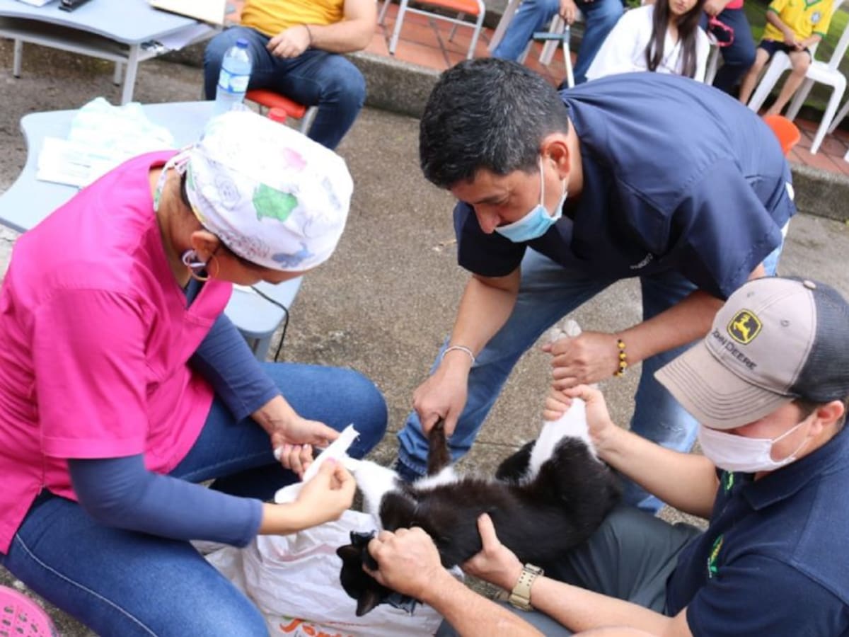 Campañas de bienestar animal en el Huila serán reglamentada