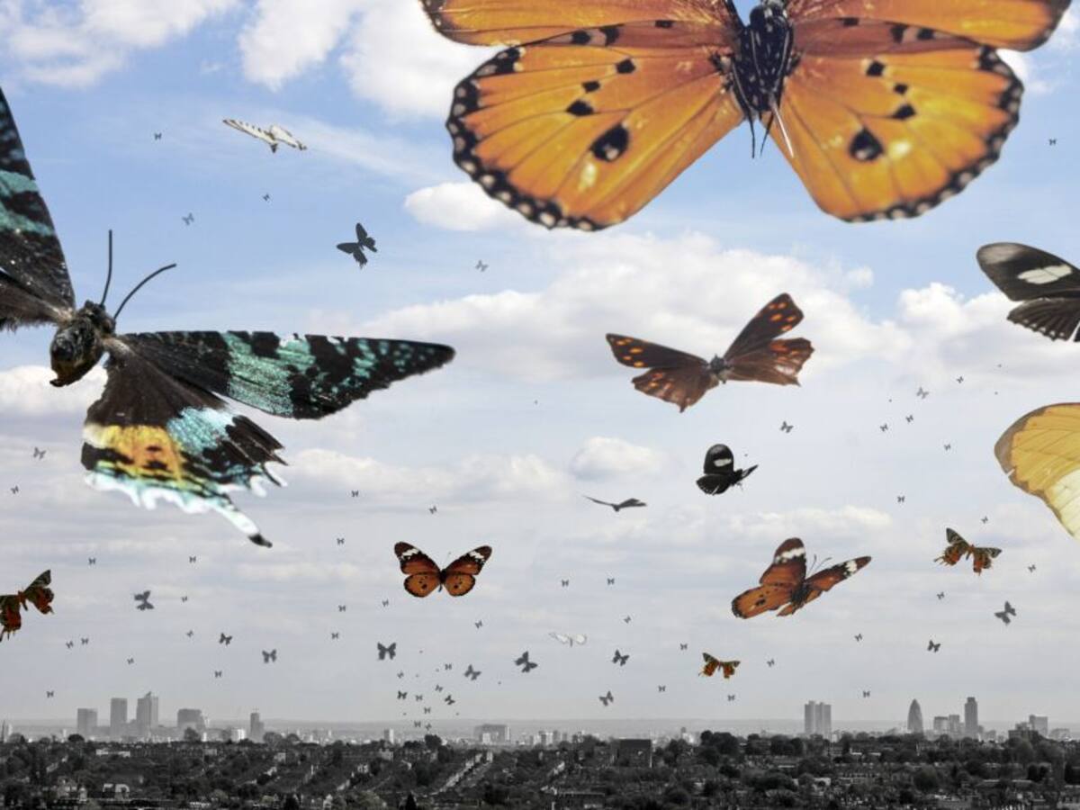 Colombia es el país con mayor cantidad de especies de mariposas en el mundo