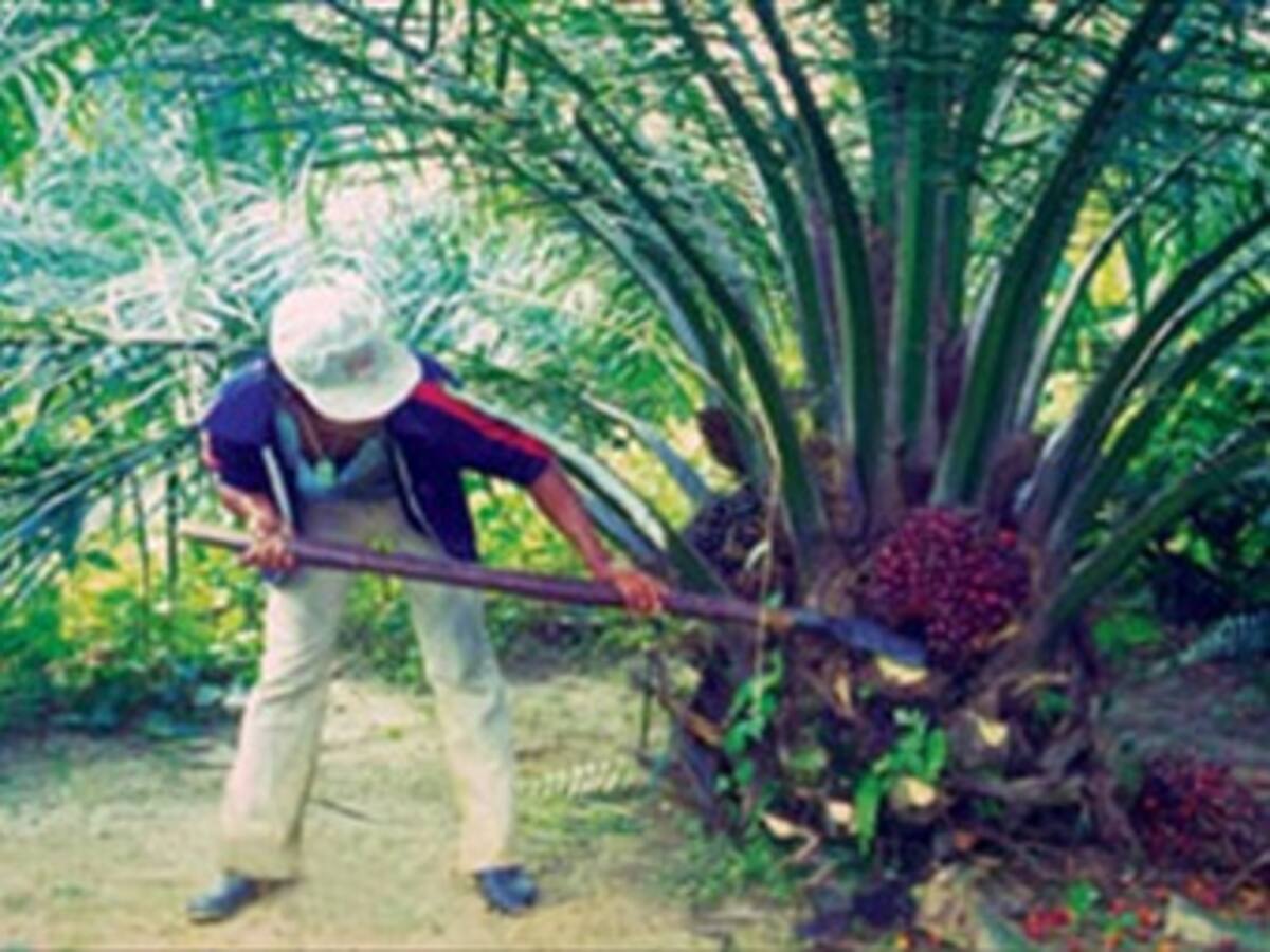 Reducción de bosques impulsa extinción de palma estera