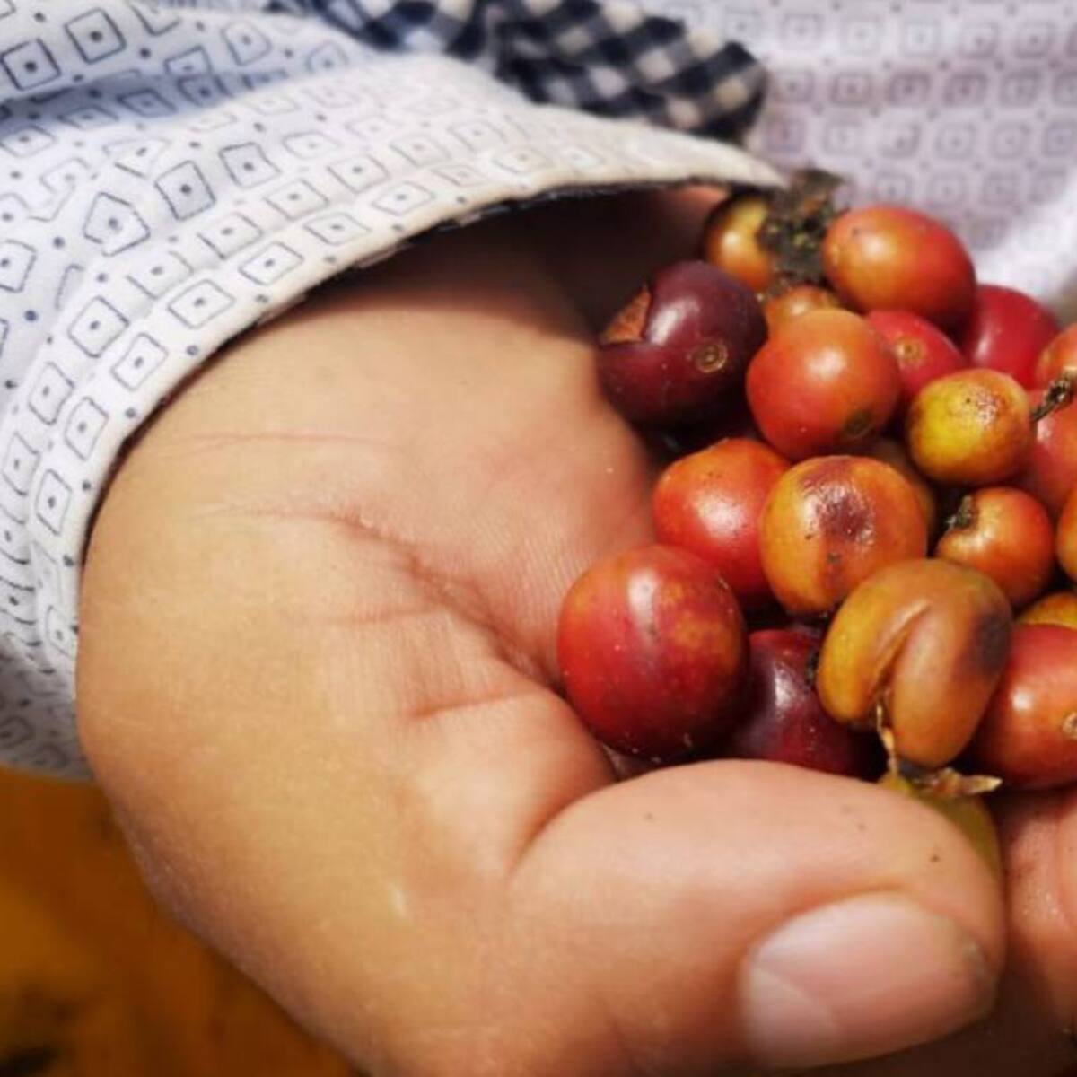 ¿Cuál es la advertencia de disminución en producción de café por lluvias en Quindío?