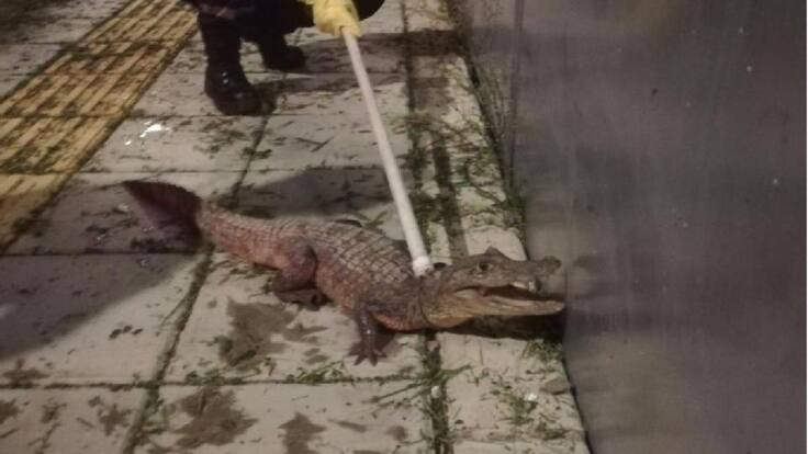 Encuentran babilla de gran tamaño en Florida