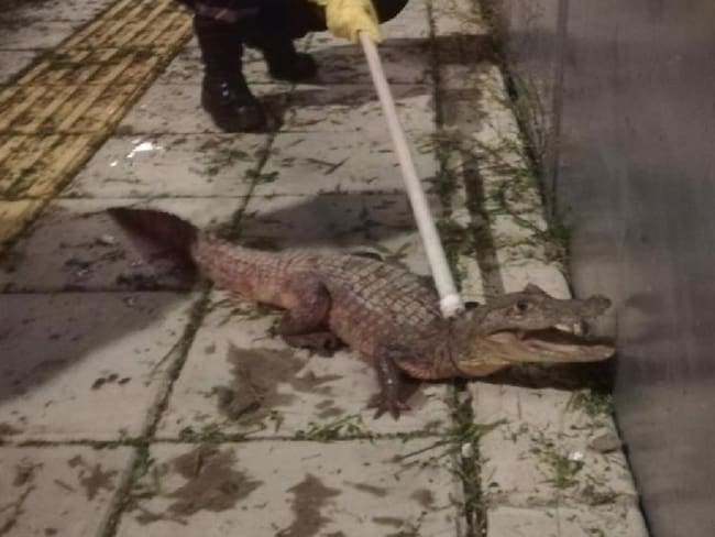 Encuentran babilla de gran tamaño en Florida