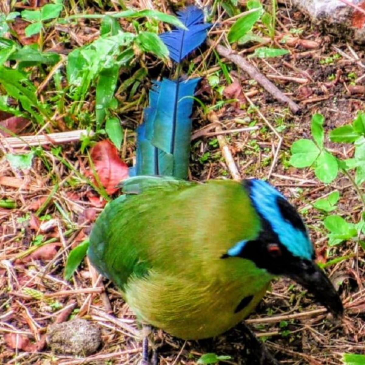 En noviembre vuelve el avistamiento de aves en los ecoparques