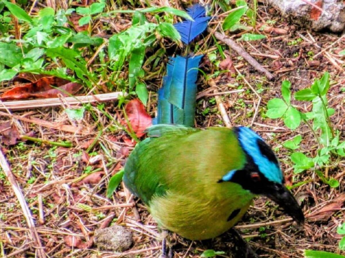 En noviembre vuelve el avistamiento de aves en los ecoparques