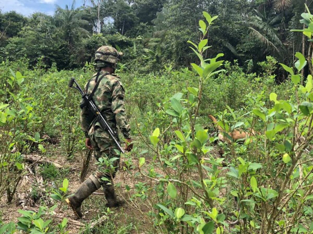 1300 hectáreas de cultivos ilícitos erradicados en el Putumayo