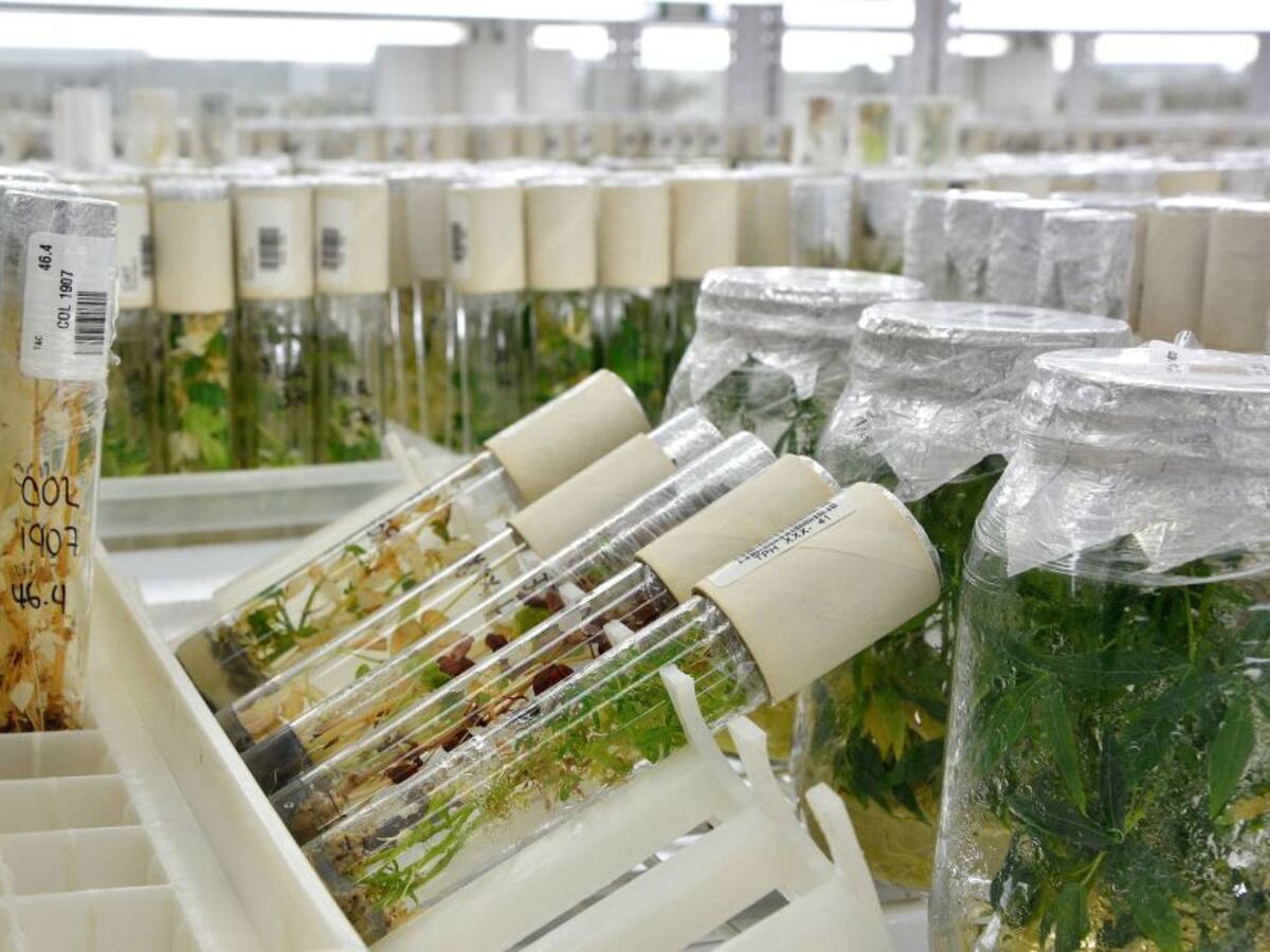 La yuca una propuesta para mejorar la nutrición del planeta