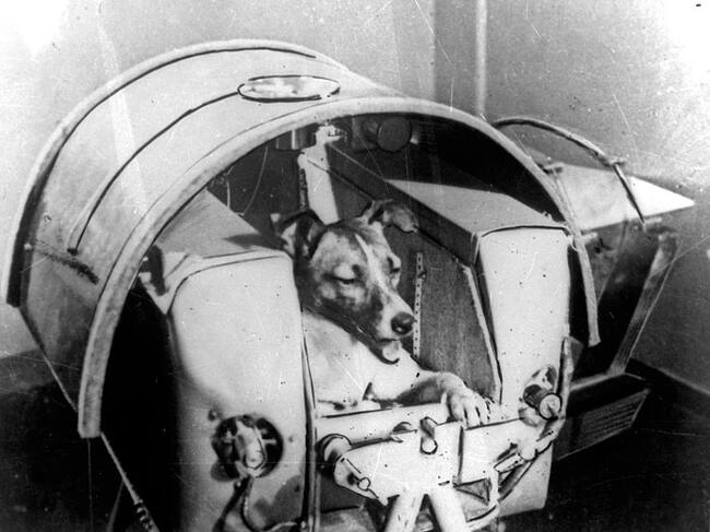 Laika, el primer animal en ir al espacio. Foto: Gettyy Images.
