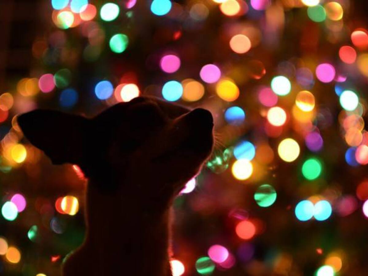 Recomendaciones para que su mascota tenga una agradable Navidad