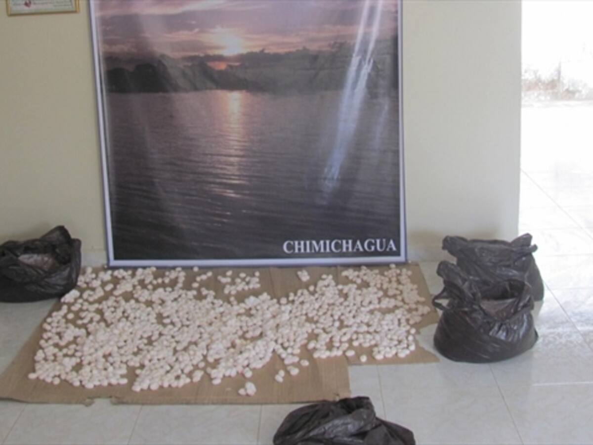 Incautan 6.000 huevos de iguana descompuestos