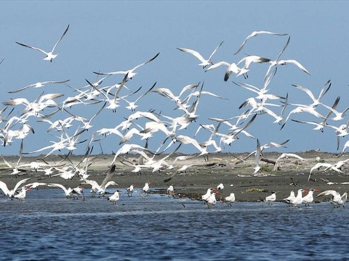 Ciénaga Grande, Estado débil