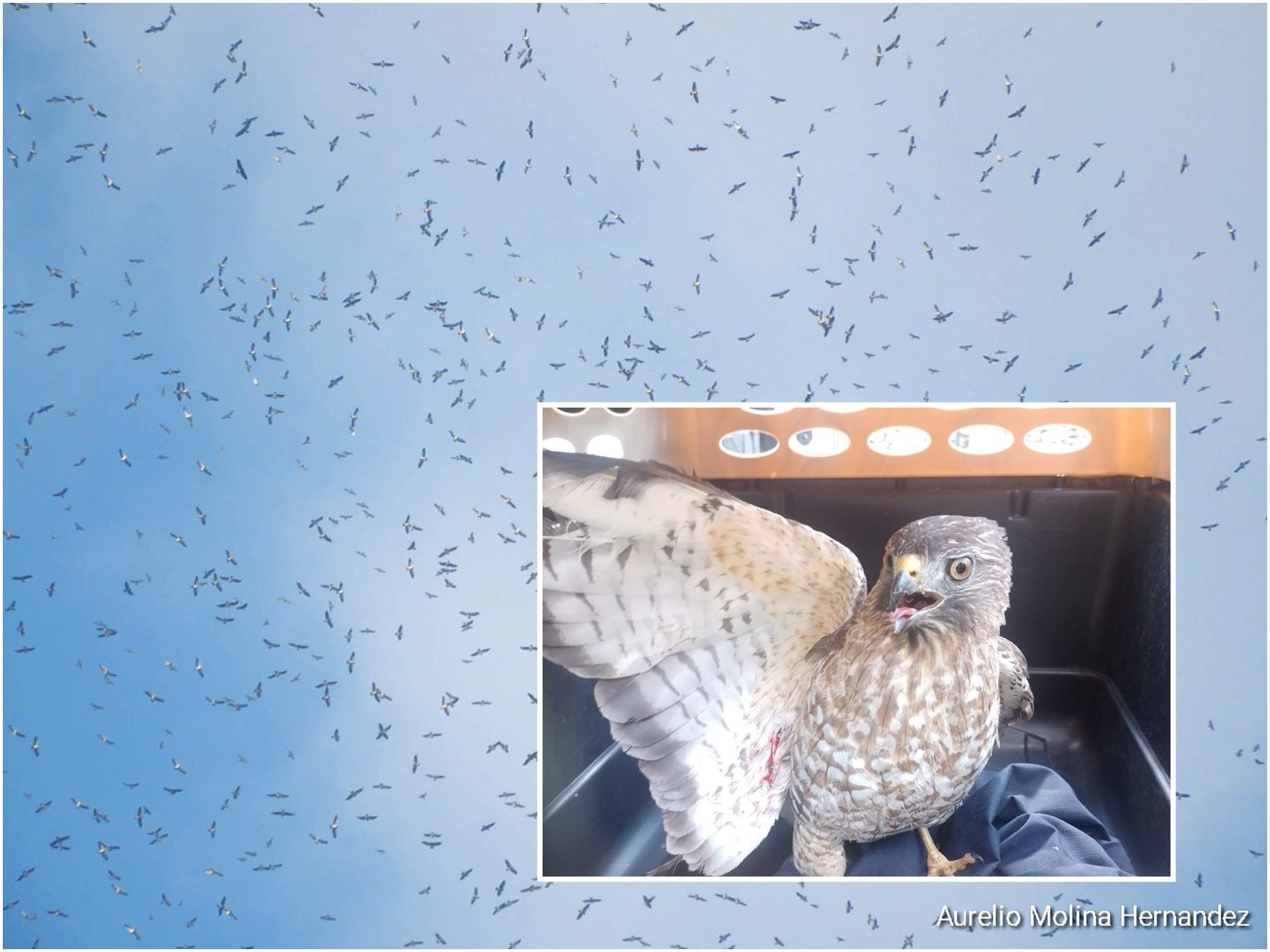 Águilas Cuaresmeras - Foto suministrada por Cortolima