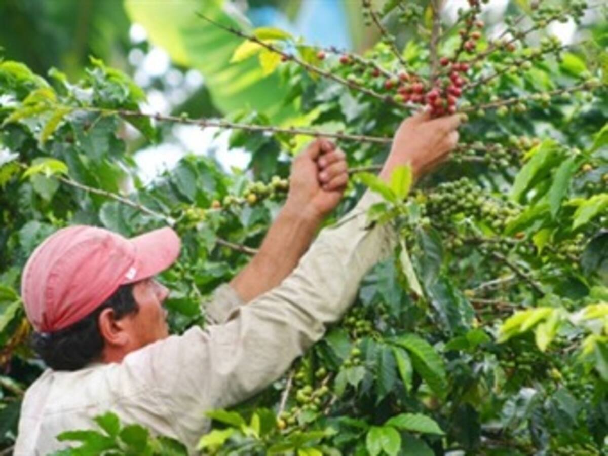 Gobierno ha hecho un gran esfuerzo para solucionar problemas de los cafeteros: Minhacienda
