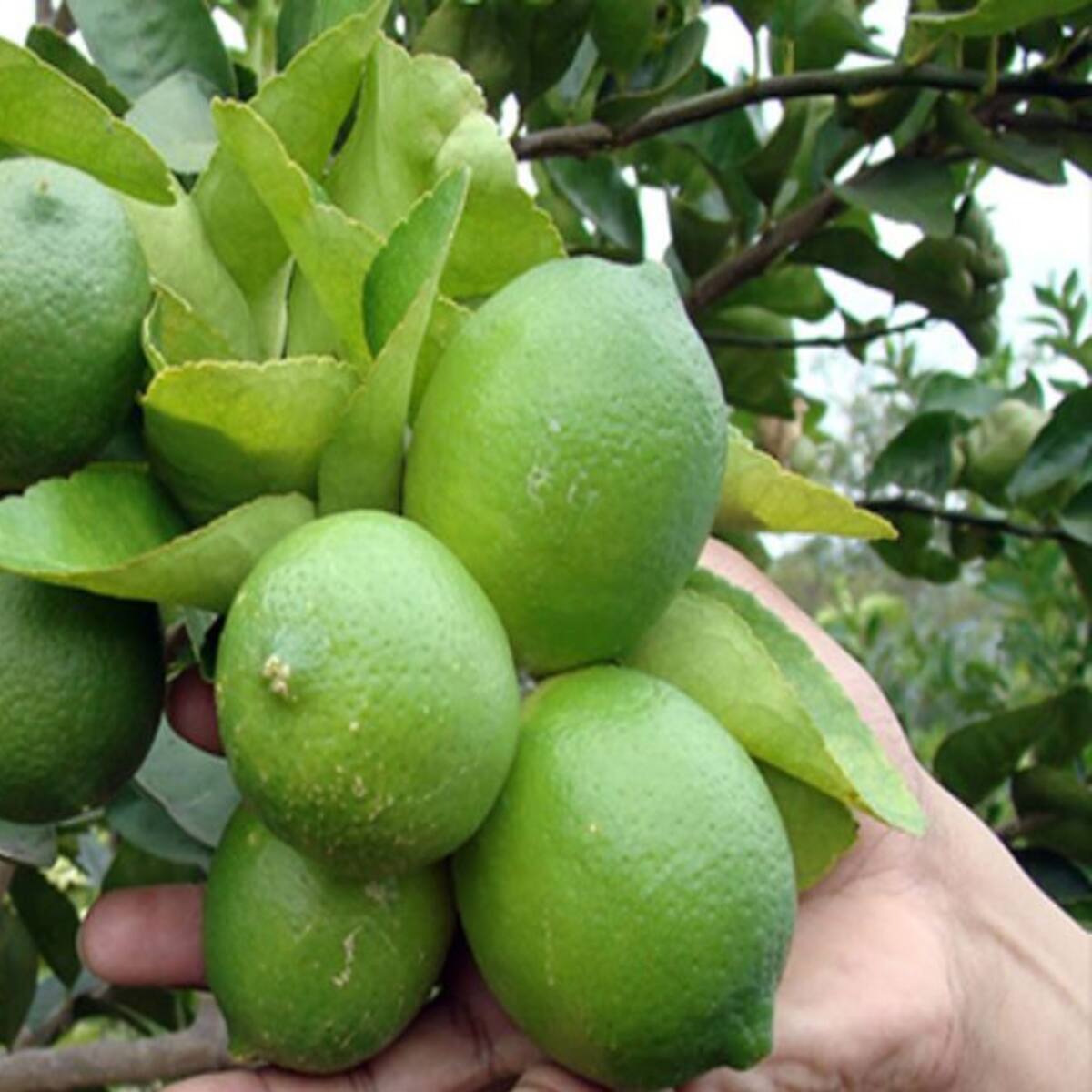 Invierno causará escasez de limones en Santander