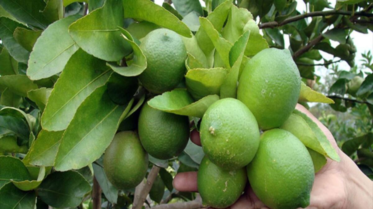 Invierno causará escasez de limones en Santander