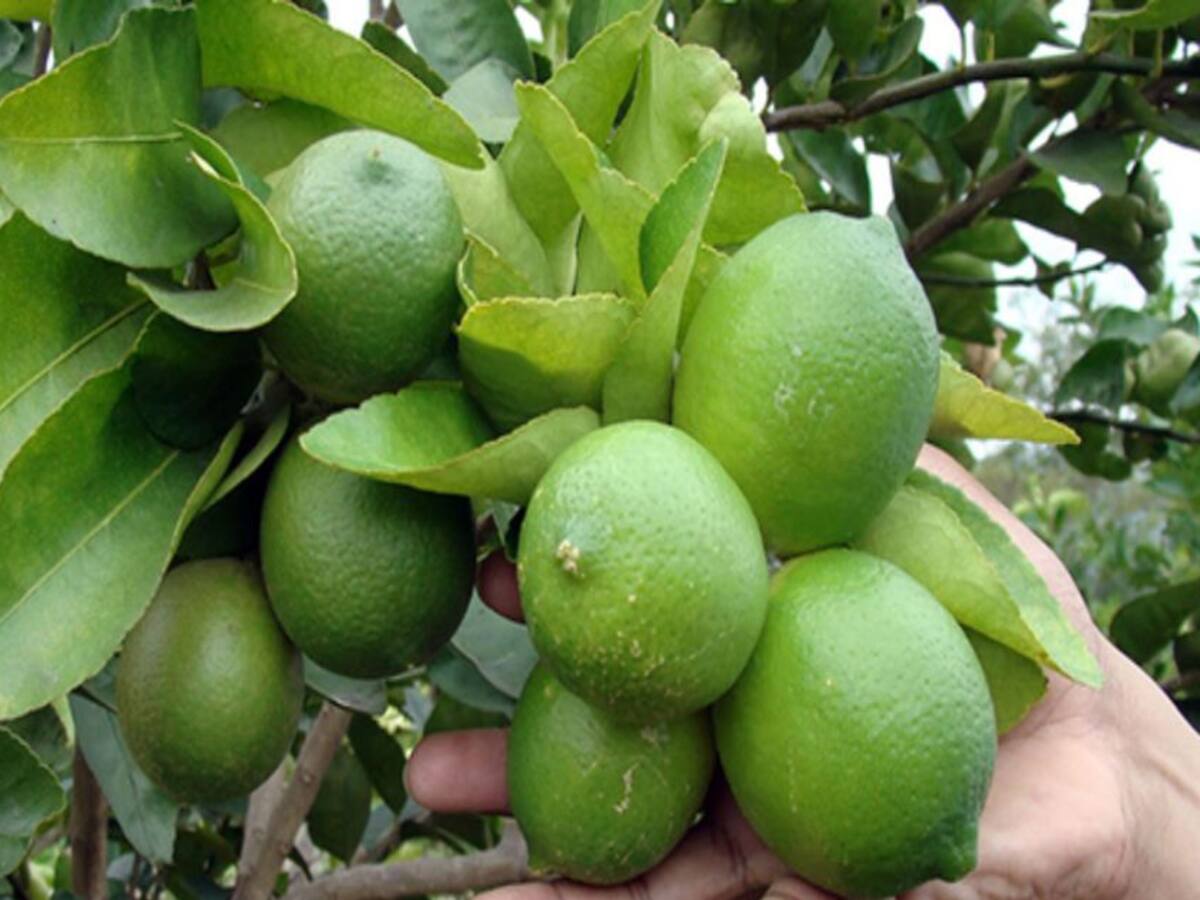 Invierno causará escasez de limones en Santander