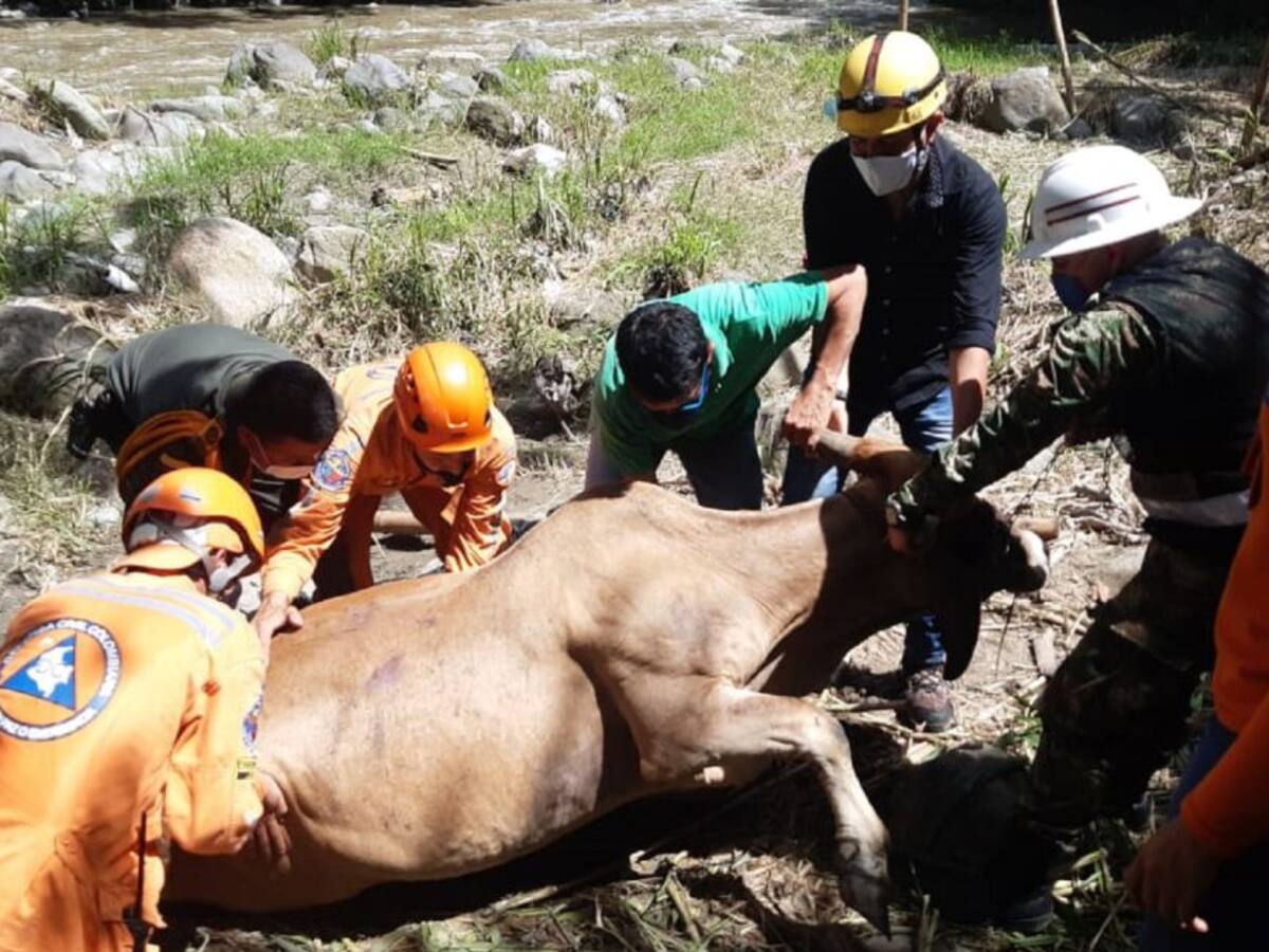 Organismos de Socorro y autoridades rescatan a “Martina” en Ibagué
