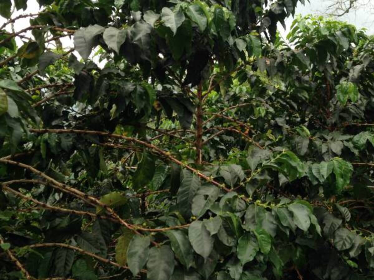 Cafeteros de Caldas implementan medidas para ahorrar energía