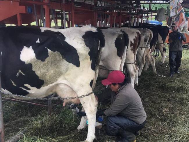 Leche pura, en tiempos de pandemia