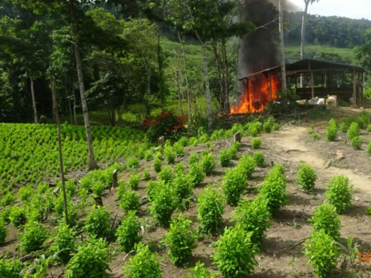 20.000 hectáreas de coca destruidas, la meta del Mindefensa en 2016