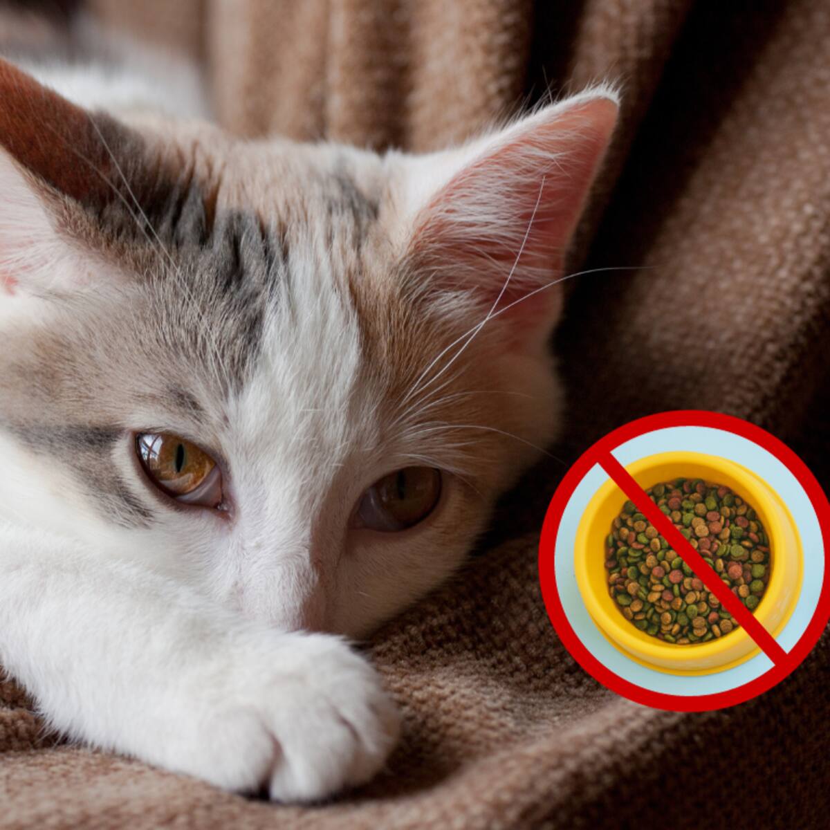 ¿Qué pasa cuando un gato no quiere comer? 3 posibles razones y formas de tratarlo