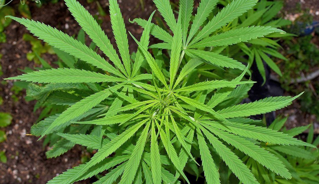 Empresarios advirtieron que la afectación se ve reflejada en los instrumentos para sacar adelante proyectos agrícolas y farmacéuticos