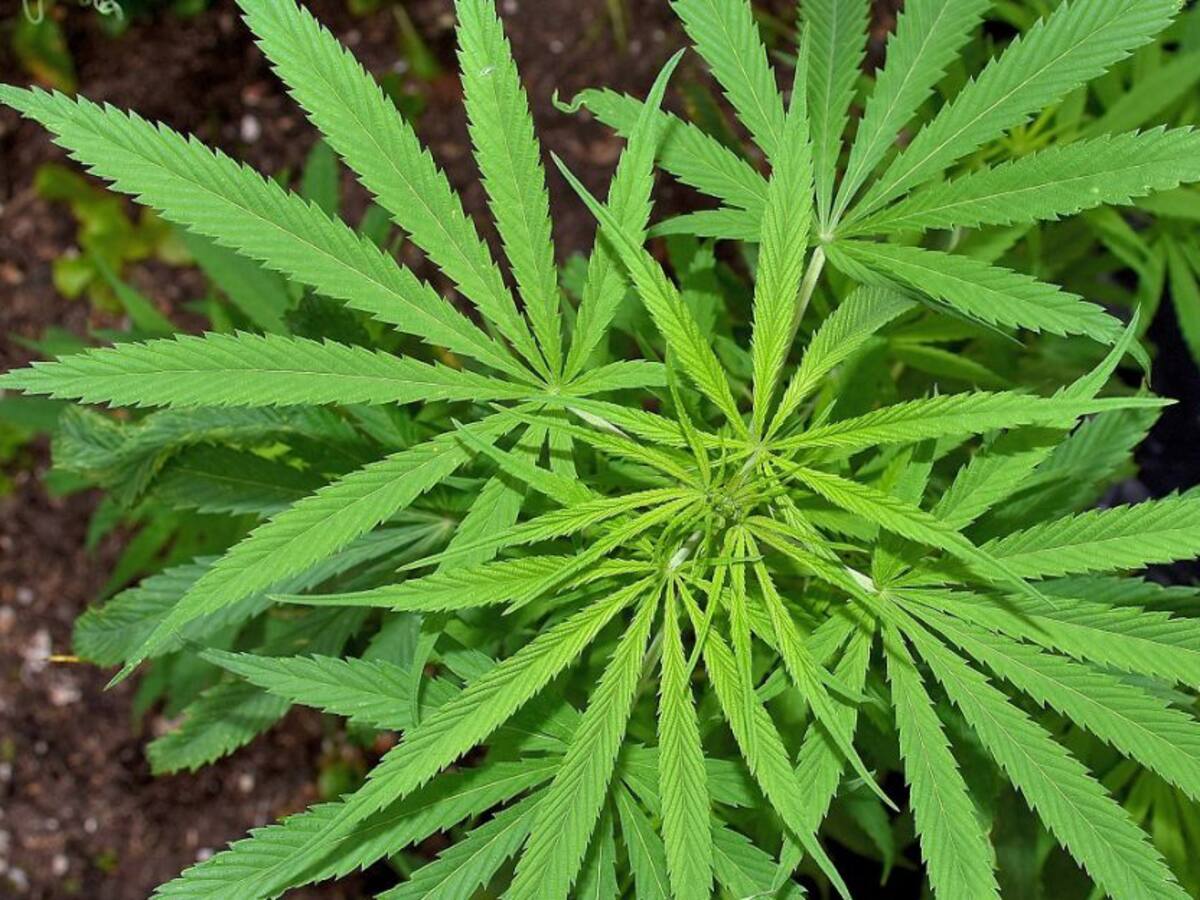 Precio del dólar ha aumentado costos de inversión de industria del cannabis