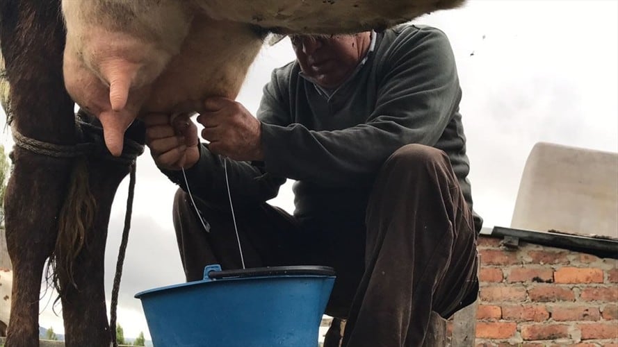 La producción de un litro de leche en Boyacá y Cundinamarca está entre los 1.700 y 2.000 pesos /Foto: W Radio.