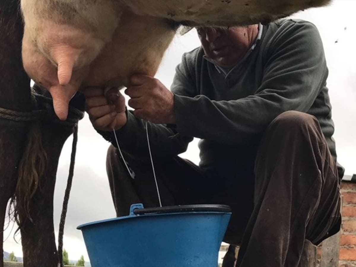 La crisis lechera volvería a sentirse en Colombia