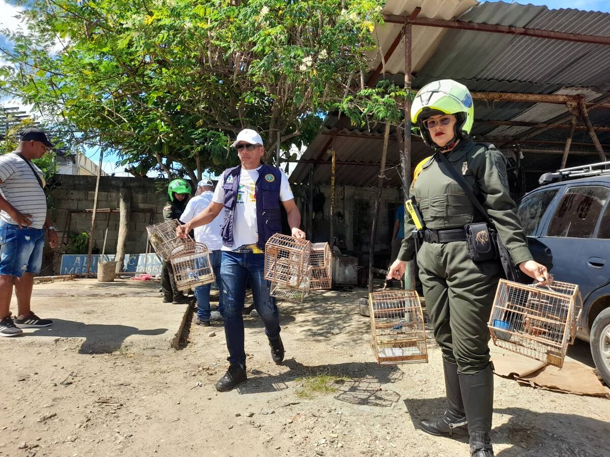 76 aves fueron rescatadas en varios barrios de Cartagena