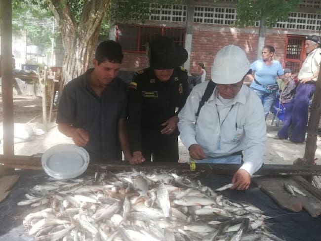 Subienda de pescado en Honda, Tolima