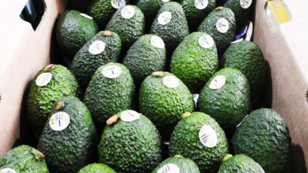 Desde el Quindío afirmaron que en un 20% han caído los precios del Aguacate Hass en el mercado nacional