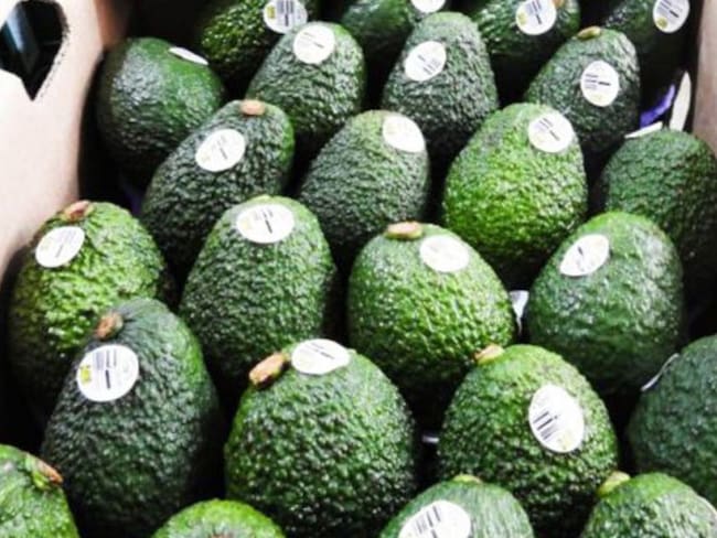 Desde el Quindío afirmaron que en un 20% han caído los precios del Aguacate Hass en el mercado nacional