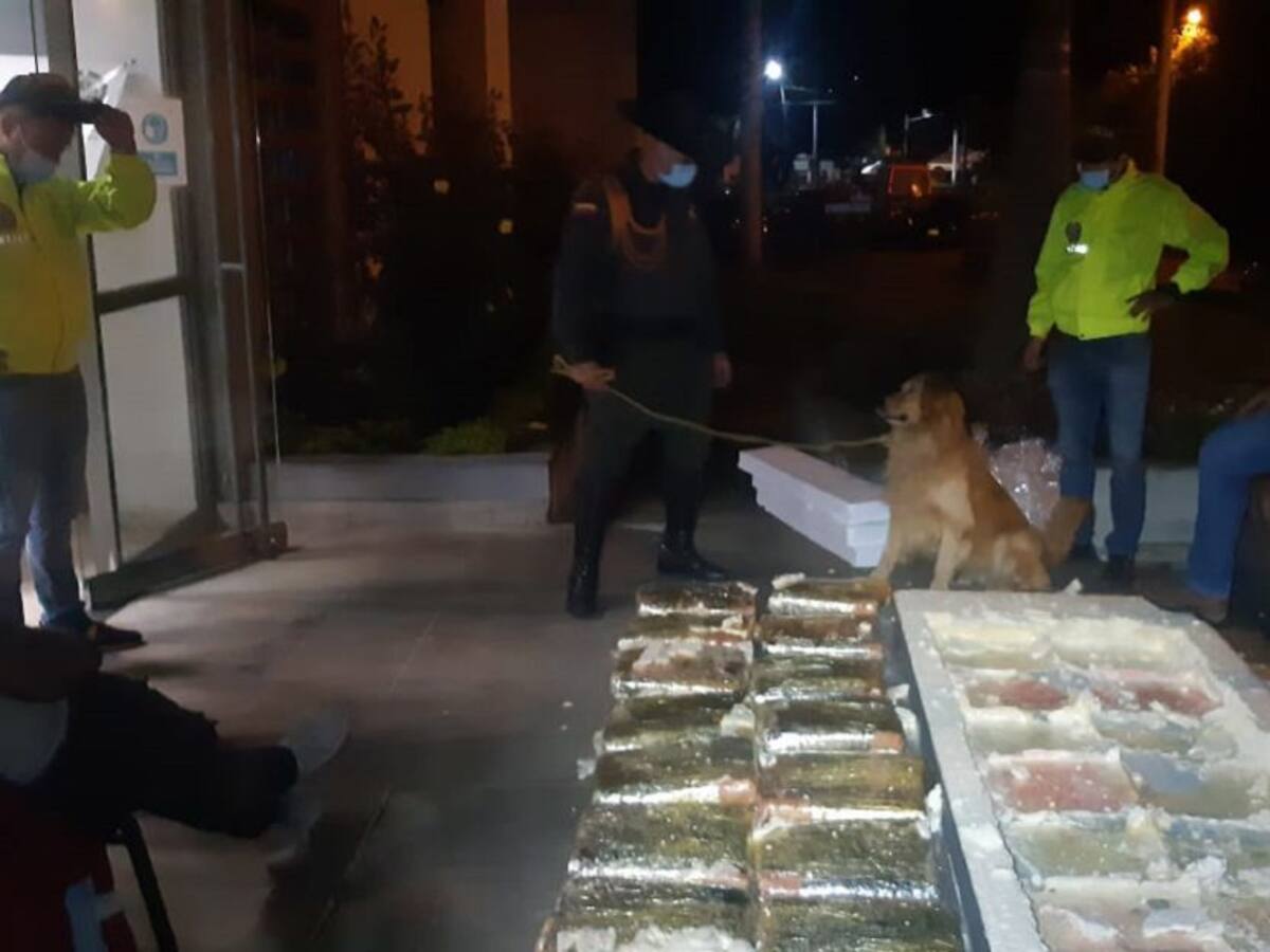 Canino de la Policía halló marihuana que iba a ingresar a Santander