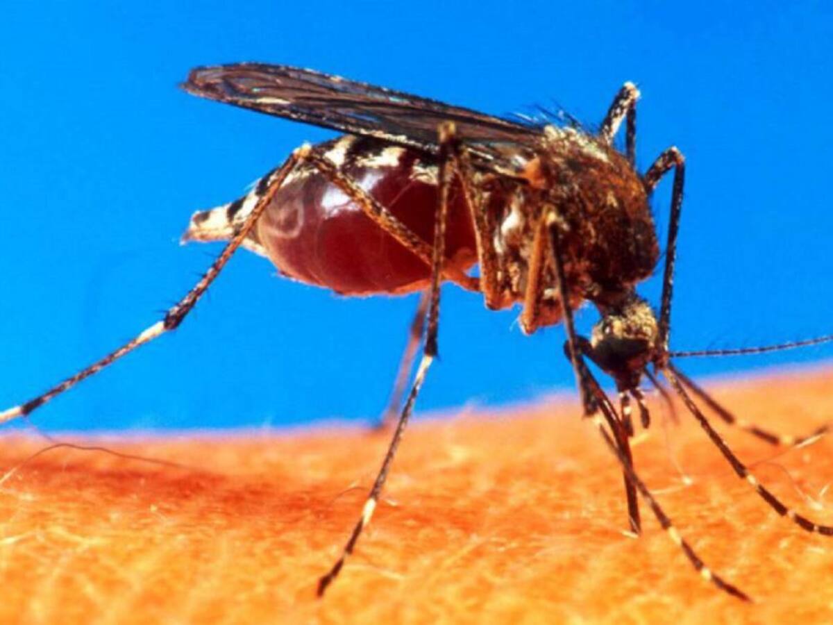 En Cartagena van 719 casos de dengue este año