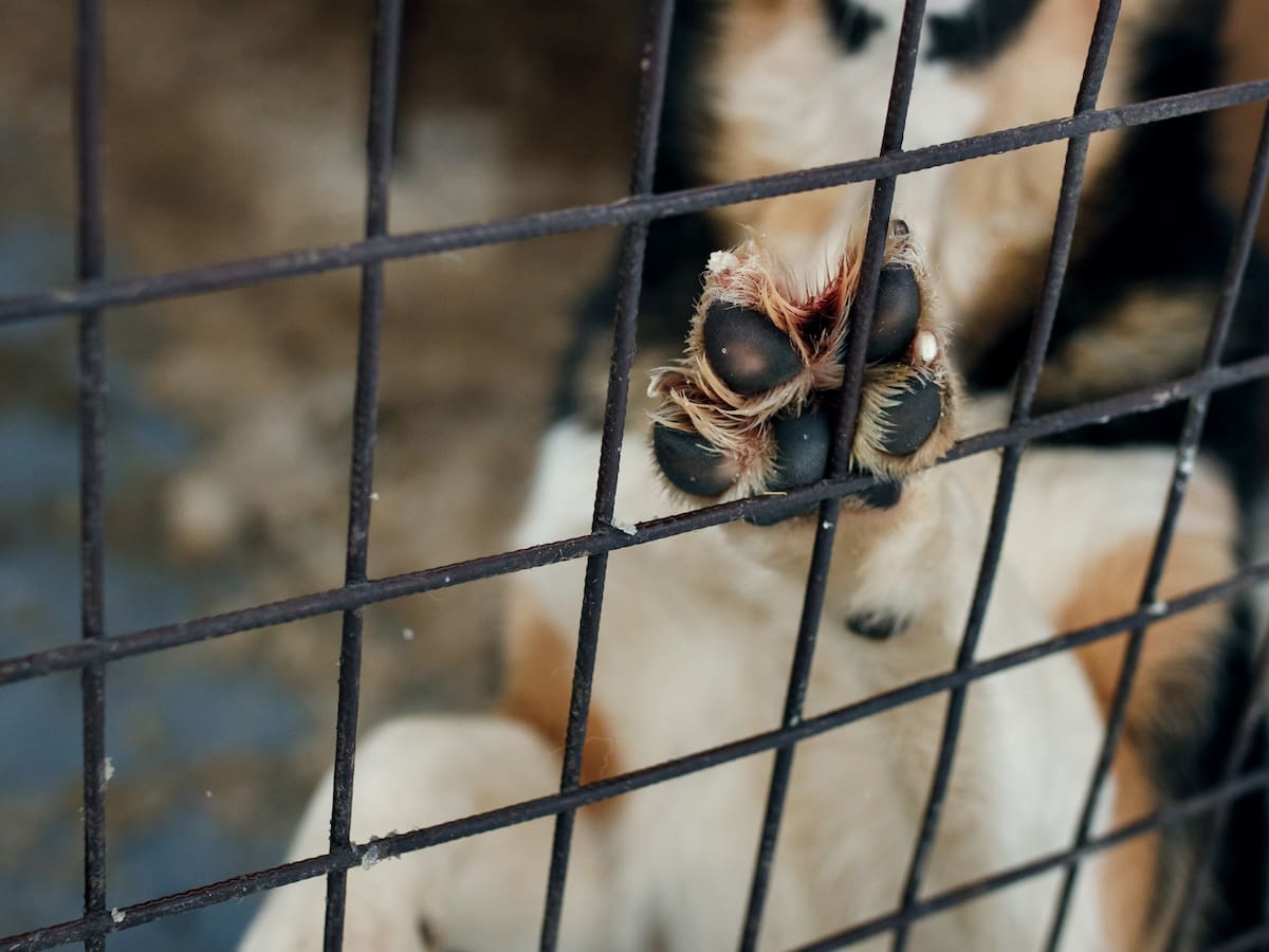 Autoridades rescataron 39 animales de un criadero ilegal en Engativá