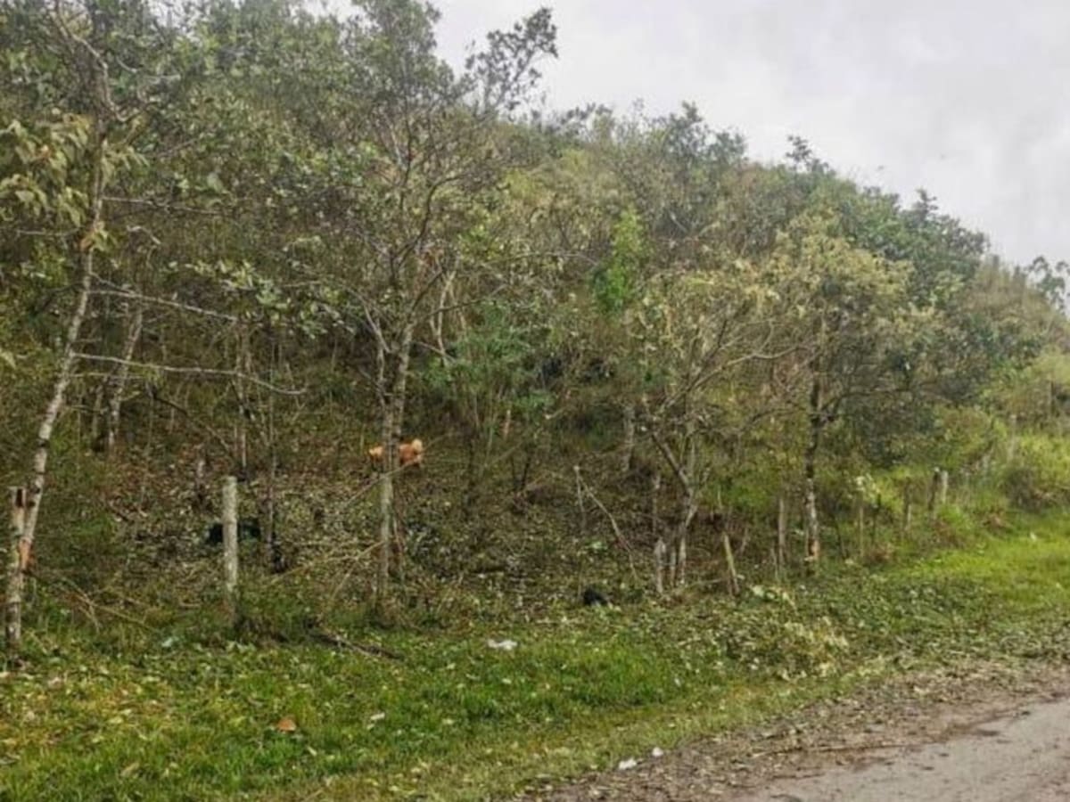 Frustran atentado contra el Ejército en El Tambo, Cauca