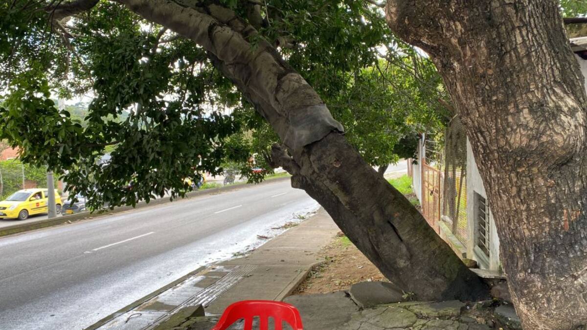 Talan árbol en la vía Bucaramanga - Girón
