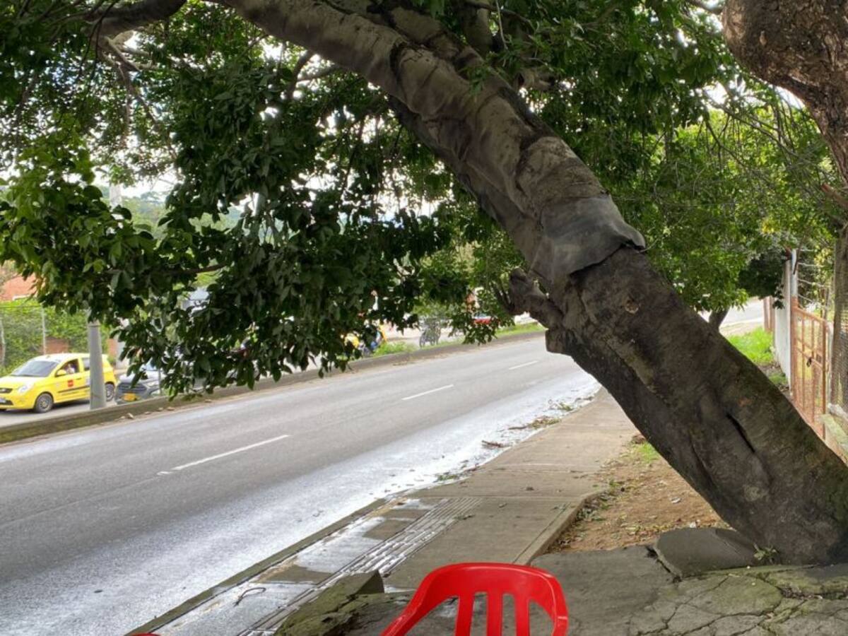 Talan árbol en la vía Bucaramanga - Girón