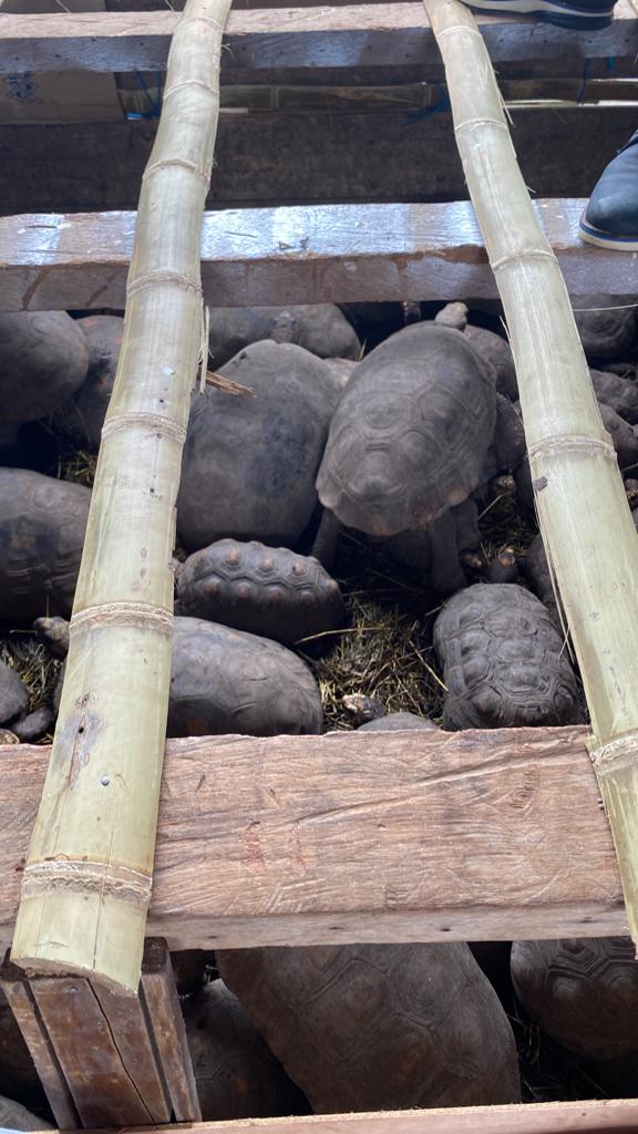 Autoridad ambiental en el Huila rehabilitan a la vida silvestre 96 tortugas