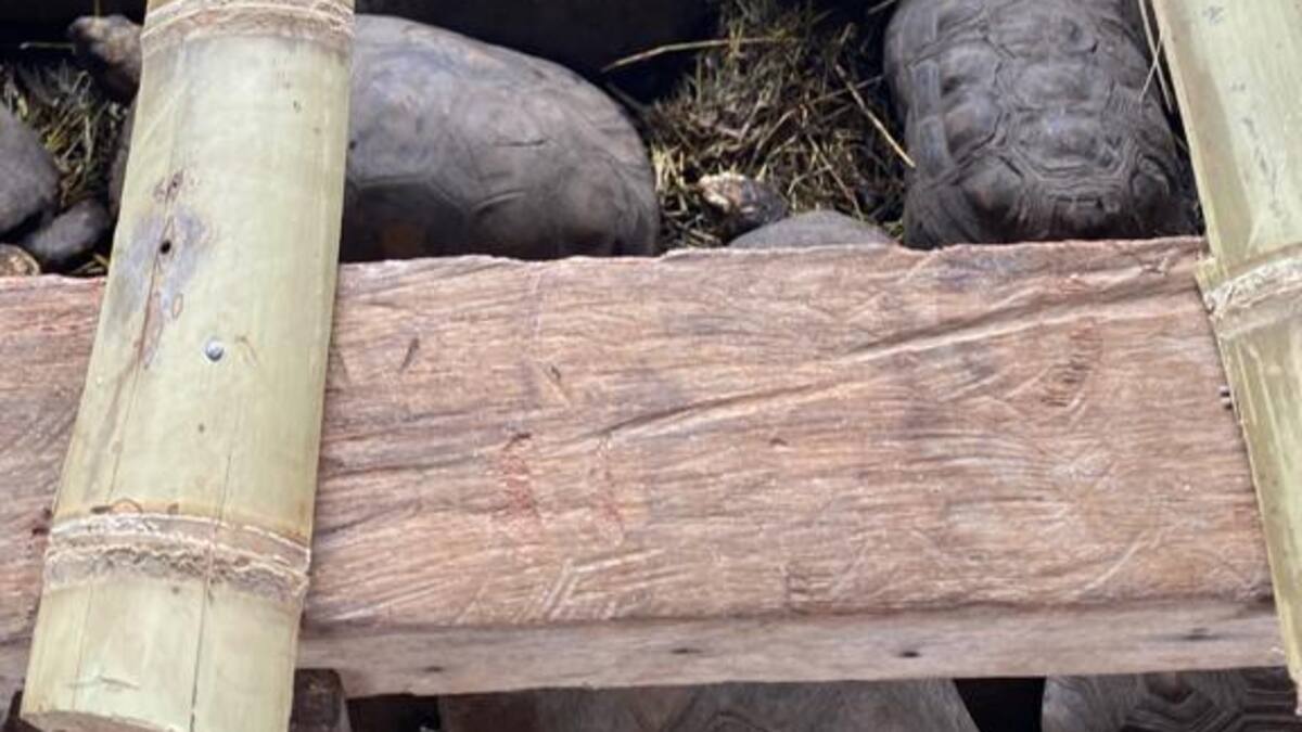 Autoridad ambiental en el Huila rehabilitan a la vida silvestre 96 tortugas