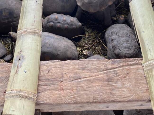 Autoridad ambiental en el Huila rehabilitan a la vida silvestre 96 tortugas