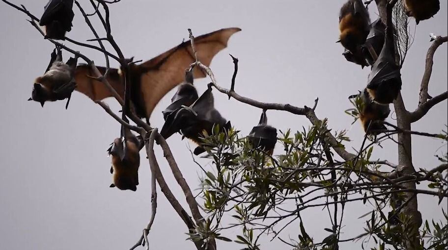 La Secretaría de Salud del Valle alerta por murciélagos que están activos de día, lo que podría indicar rabia.