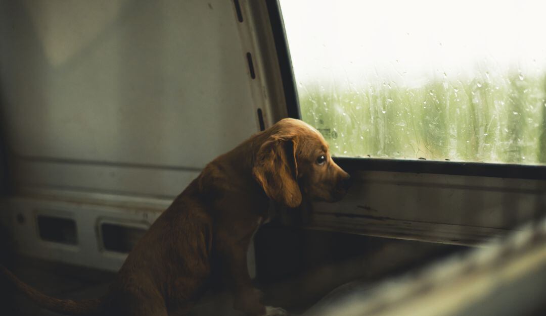 ¡No más perros de seguridad en universidades! Animalistas recolectan firmas