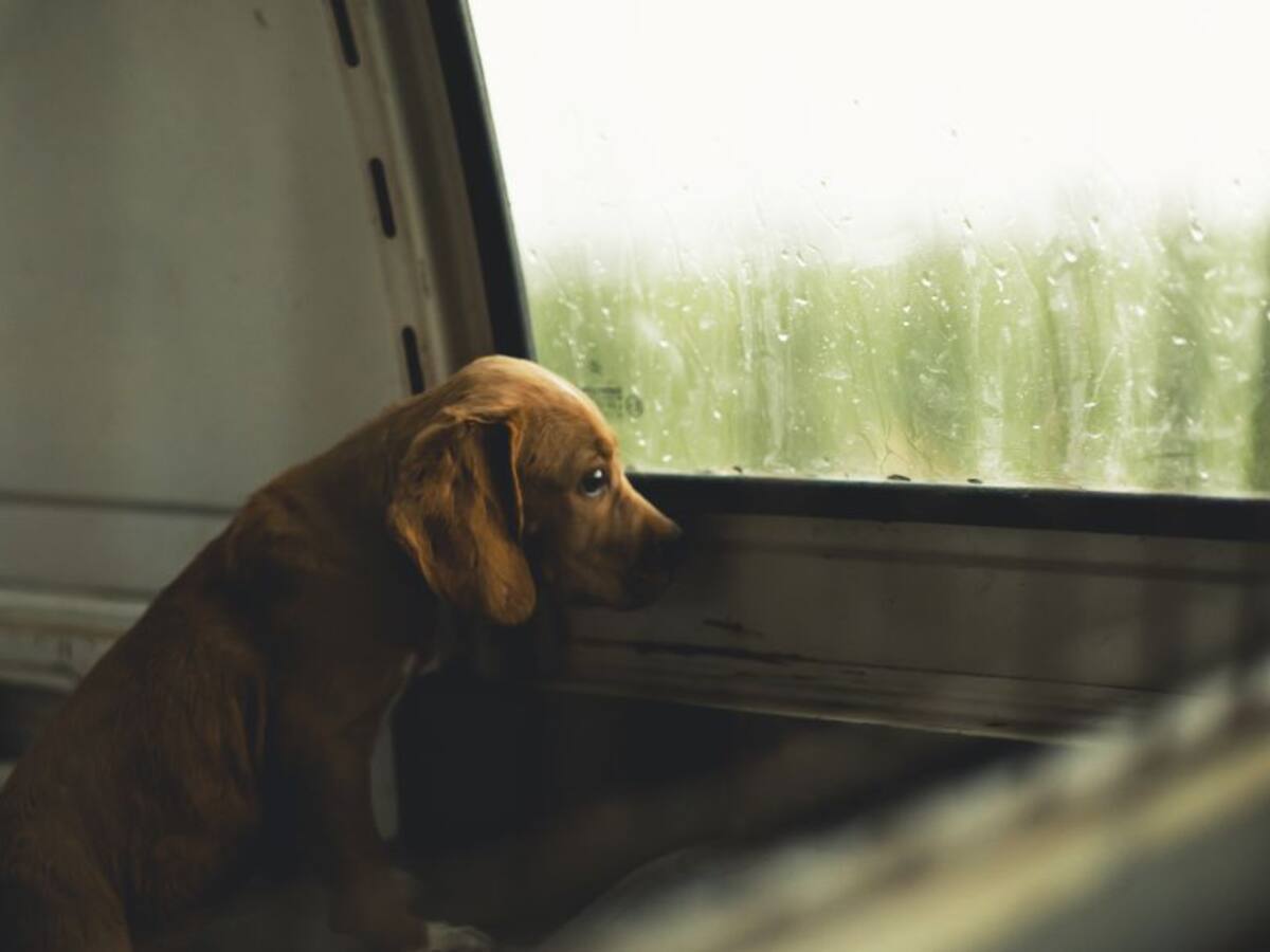 ¡No más perros de seguridad en universidades! Animalistas recolectan firmas