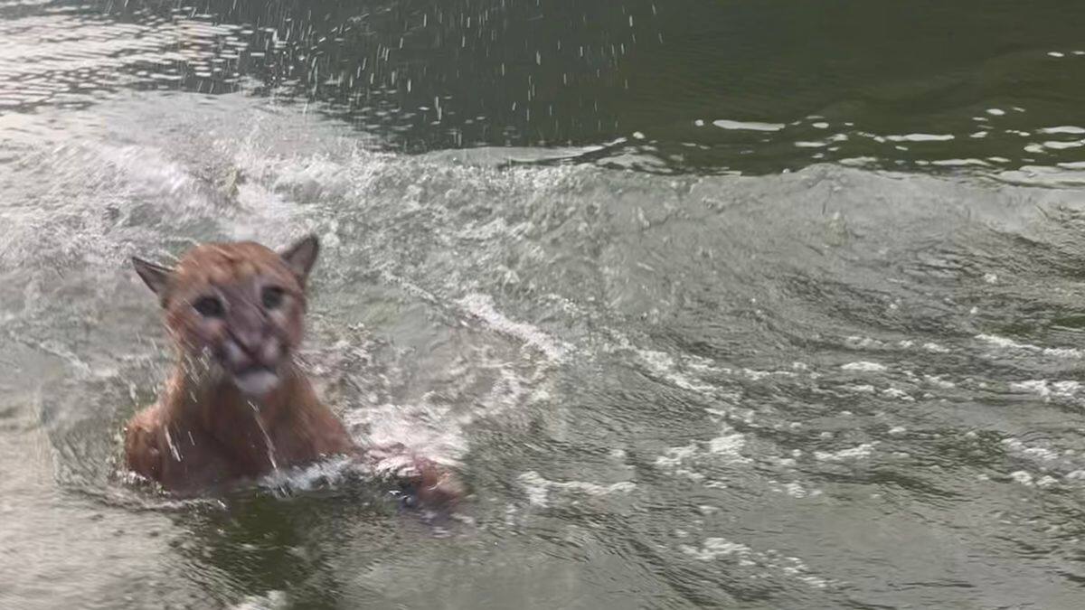 ¡Qué sorpresa! turistas se toparon con un puma en Topocoro