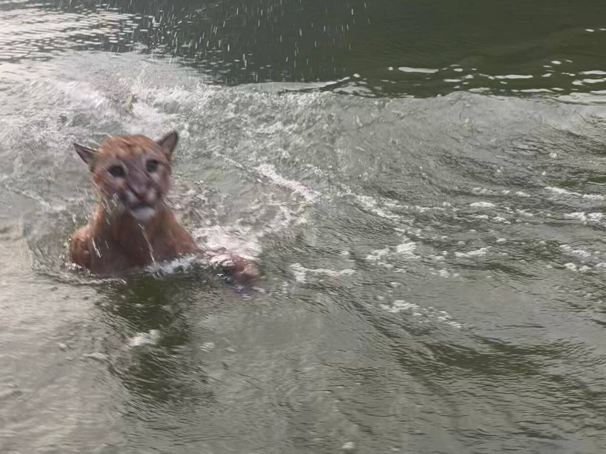 ¡Qué sorpresa! turistas se toparon con un puma en Topocoro