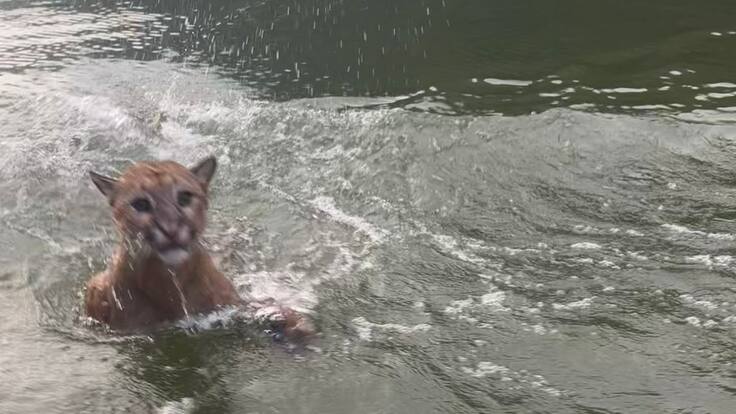 ¡Qué sorpresa! turistas se toparon con un puma en Topocoro