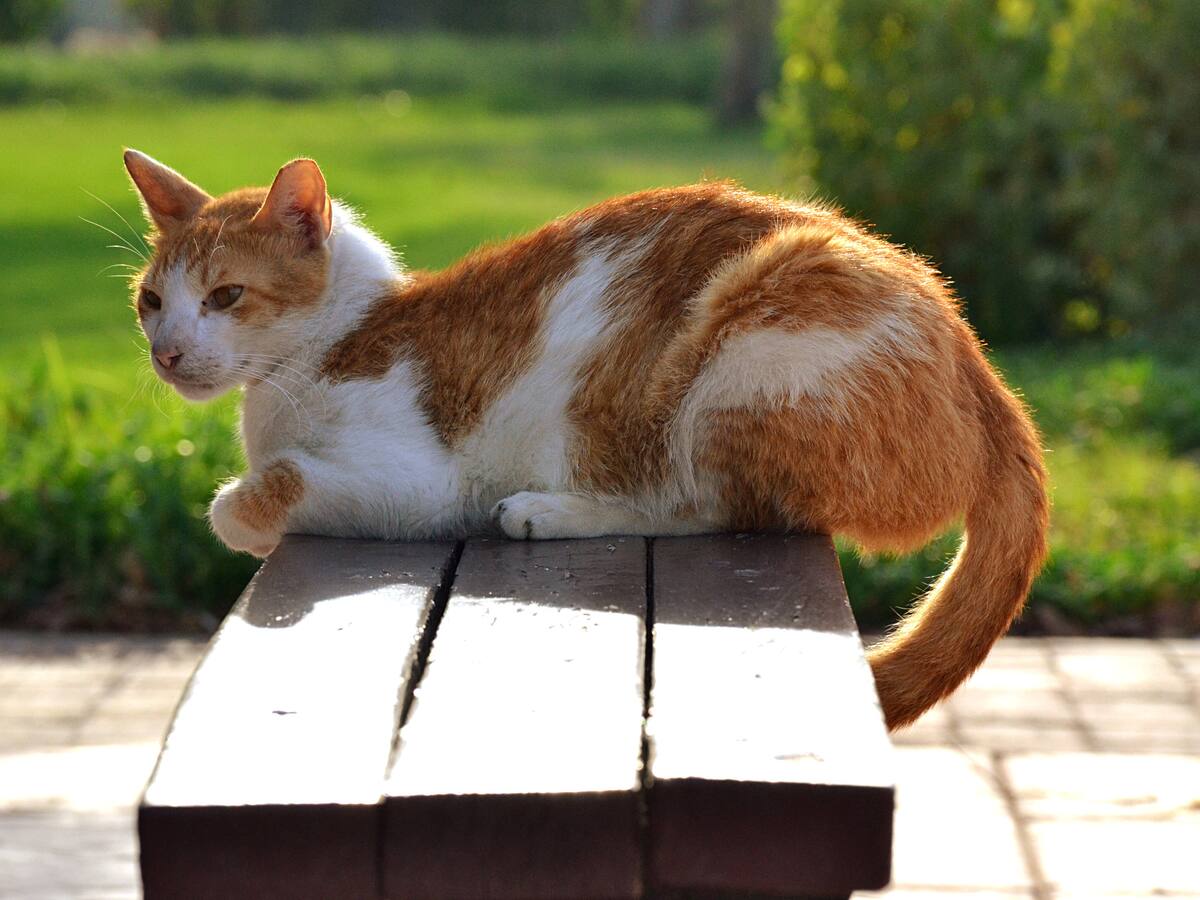 Día Internacional del Gato: origen, historia y mitos de los felinos
