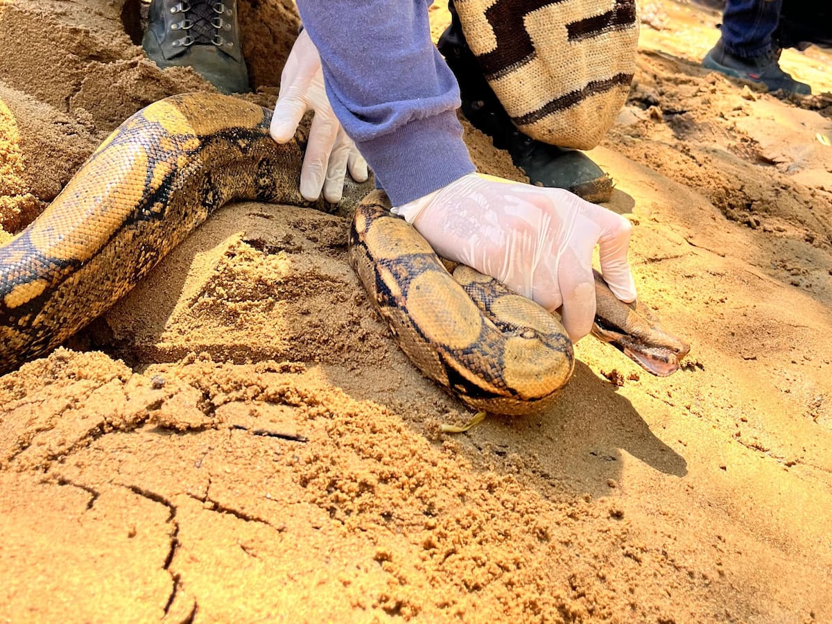 Más de 100 animales silvestres rehabilitados fueron liberados en el Magdalena Medio