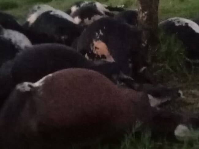 Alcalde de Montenegro, Daniel Restrepo